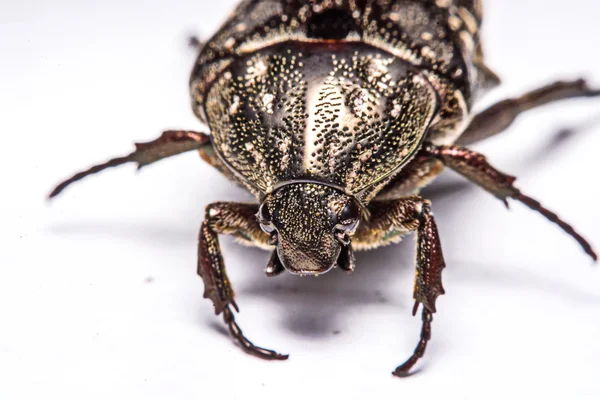 Macro Beetle negro sobre fondo blanco . — Foto de Stock