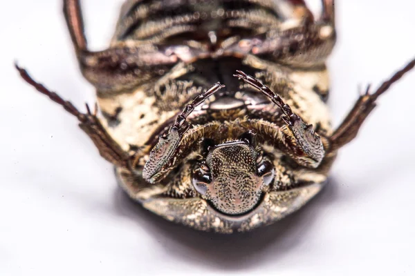 Macro Beetle negro sobre fondo blanco . — Foto de Stock