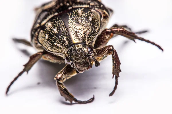 Macro Beetle noir sur fond blanc . — Photo