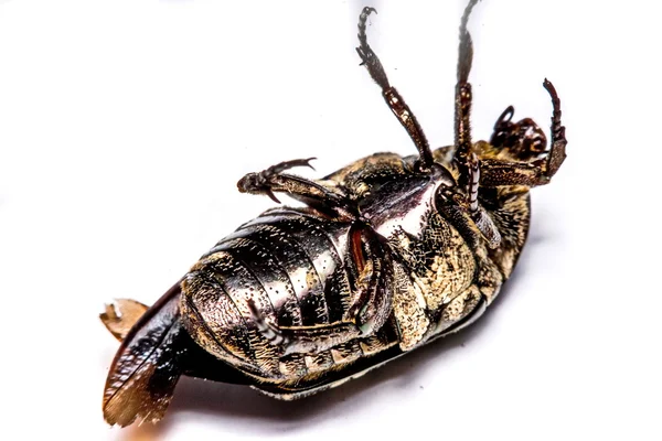 Makro Beetle svart på vit bakgrund. — Stockfoto