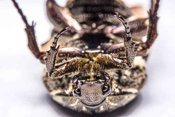 Makro Beetle svart på vit bakgrund. — Stockfoto