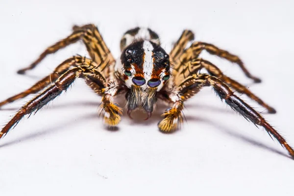 Isolado de aranha jumper no fundo branco — Fotografia de Stock