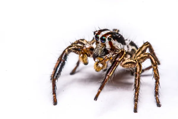 Isoliert von Springspinne auf weißem Hintergrund — Stockfoto