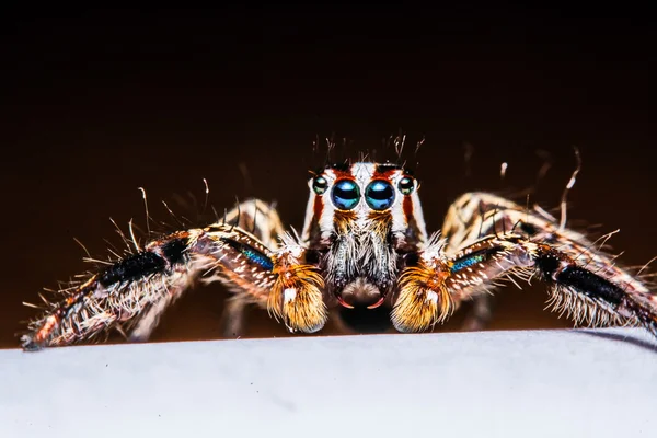 Isoliert von Springspinne auf weißem Hintergrund — Stockfoto