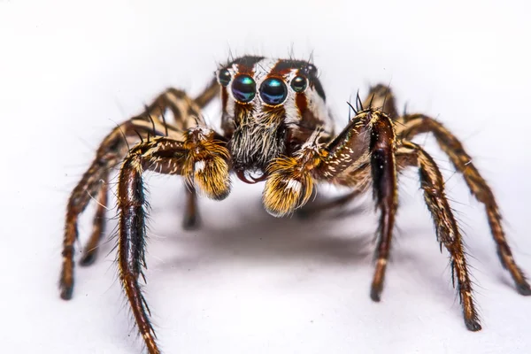 Isolé d'araignée pulpeuse sur fond blanc — Photo