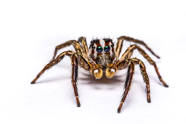 Isoliert von Springspinne auf weißem Hintergrund — Stockfoto