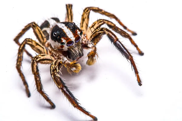 Изолированный паук-прыгун на белом фоне — стоковое фото
