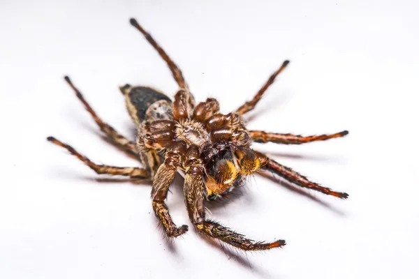 Isolado de aranha jumper no fundo branco — Fotografia de Stock
