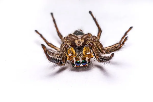 Isoliert von Springspinne auf weißem Hintergrund — Stockfoto