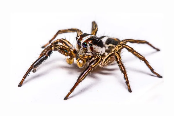 Isolado de aranha jumper no fundo branco — Fotografia de Stock