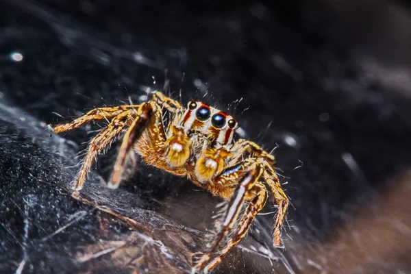 Izolat de păianjen săritor pe fundal alb — Fotografie, imagine de stoc