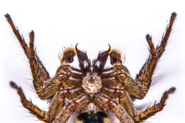 Isoliert von Springspinne auf weißem Hintergrund — Stockfoto