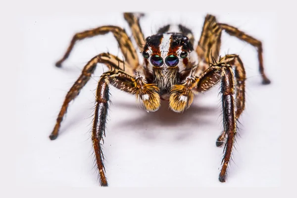 Isolado de aranha jumper no fundo branco — Fotografia de Stock