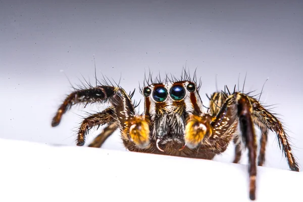 Απομονωμένη άλτης αράχνη σε άσπρο φόντο — Φωτογραφία Αρχείου