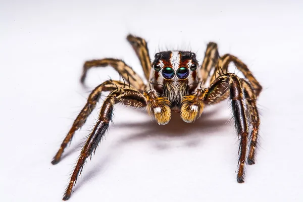 Isoliert von Springspinne auf weißem Hintergrund — Stockfoto