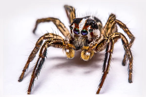 Изолированный паук-прыгун на белом фоне — стоковое фото