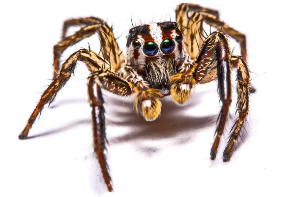 흰색 바탕에 점퍼 거미의 절연 — 스톡 사진