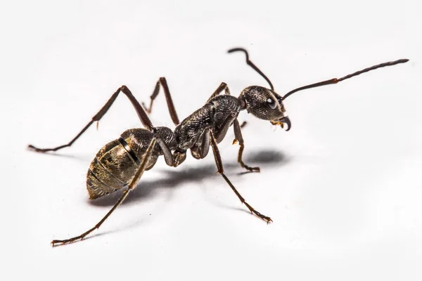 Primo piano di formiche su uno sfondo bianco — Foto Stock