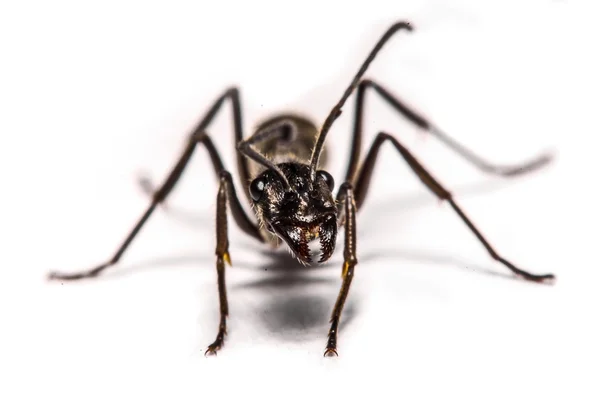 Primer plano de hormigas sobre fondo blanco —  Fotos de Stock