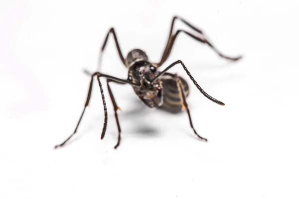 蚂蚁在白色背景上的特写 — 图库照片