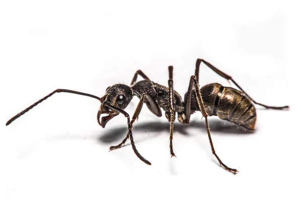 Close-up van mieren op een witte achtergrond — Stockfoto