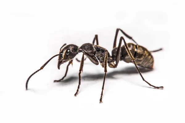 Close-up van mieren op een witte achtergrond — Stockfoto