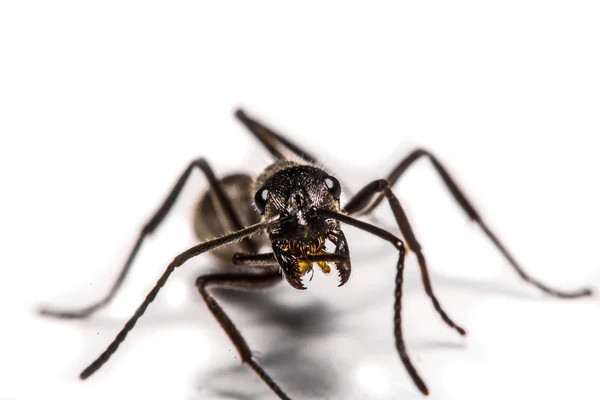 흰색 배경에 개미의 근접 촬영 — 스톡 사진