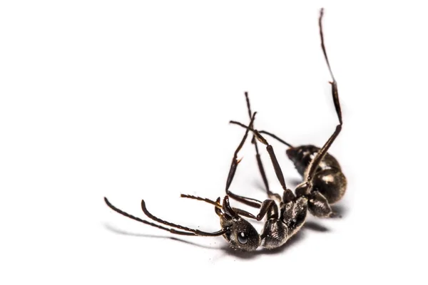 흰색 배경에 개미의 근접 촬영 — 스톡 사진