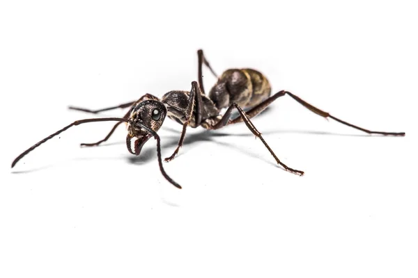Fechar as formigas em um fundo branco — Fotografia de Stock