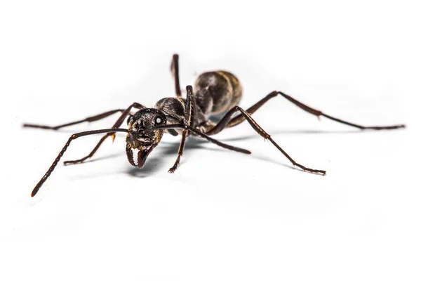 Closeup of ants on a white background — Stock Photo, Image