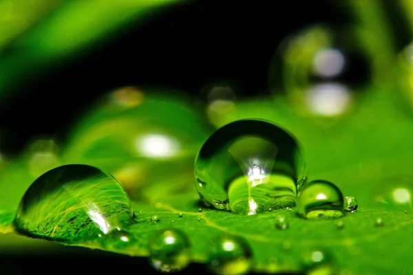 Verse groene blad met waterdruppeltjes, super macro — Stockfoto