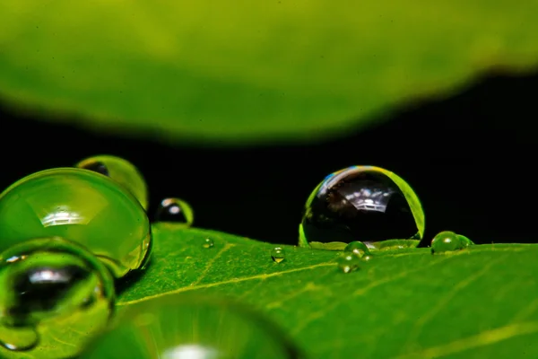 Folha verde fresca com gotas de água, macro super — Fotografia de Stock