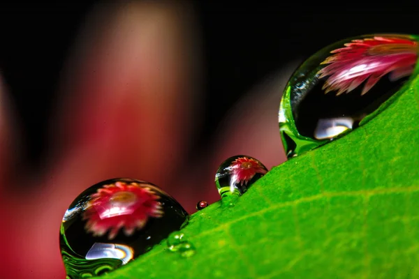 Fresh green leaf with water droplets, super macro — Stock Photo, Image