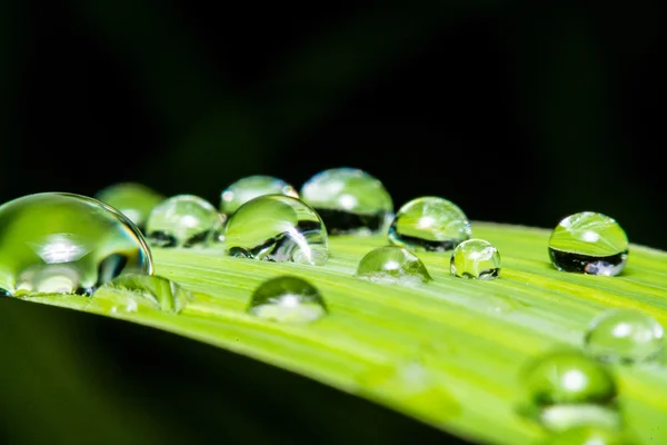 Fresh green leaf with water droplets, super macro — Stock Photo, Image