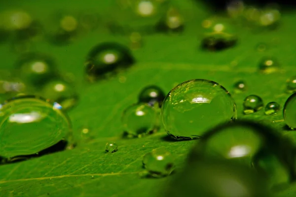 Świeży zielony liść z kropelek wody, super makro — Zdjęcie stockowe