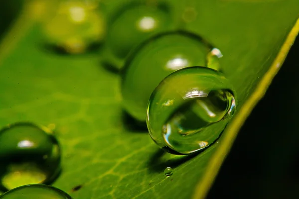 Свіжий зелений лист з краплями води, супер макрос — стокове фото