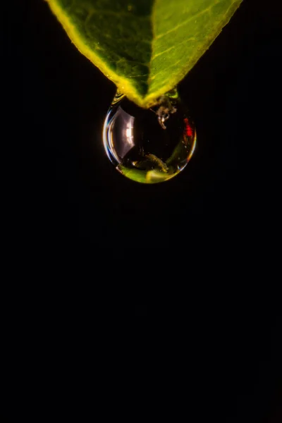 Зеленый лист с капельками воды, супер макро — стоковое фото