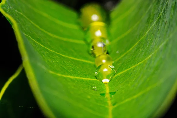 Feuille verte fraîche avec des gouttelettes d'eau, super macro — Photo