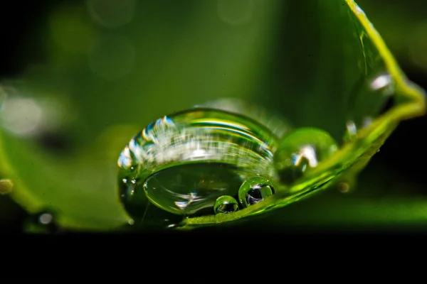 Foglia verde fresco con goccioline d'acqua, super macro — Foto Stock