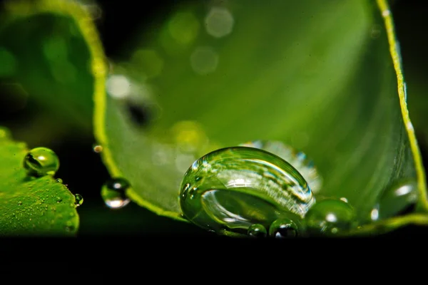 Verse groene blad met waterdruppeltjes, super macro — Stockfoto