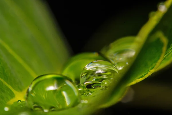 Verse groene blad met waterdruppeltjes, super macro — Stockfoto