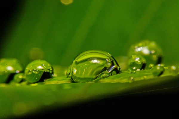 Свіжий зелений лист з краплями води, супер макрос — стокове фото