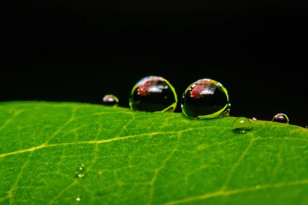 Feuille verte fraîche avec des gouttelettes d'eau, super macro — Photo