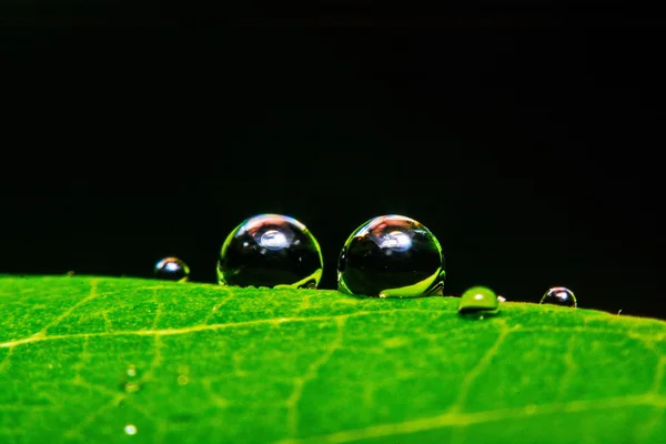清新绿叶与水滴，超级宏 — 图库照片
