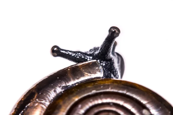 Macro , Garden close up snail on white background — Stock Photo, Image