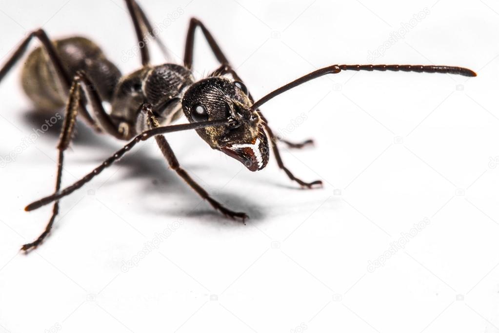 Closeup of ants on a white background