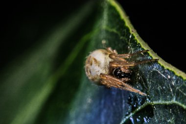 Makro, yakın çekim, Tayland yaşamak bir örümcekti.