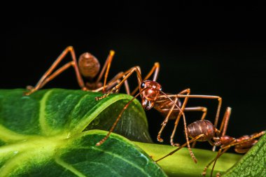 Makro, yakın çekim, kırmızı karıncalar yanında evin bahçesinde.