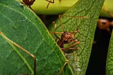 Makro, yakın çekim, kırmızı karıncalar yanında evin bahçesinde.