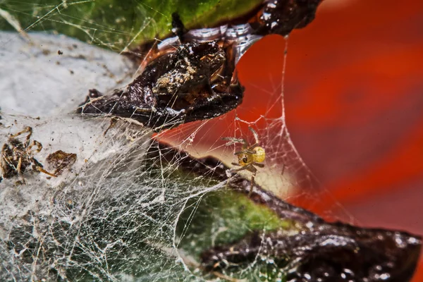 Macro, Close-up, era uma aranha a viver na Tailândia . — Fotografia de Stock